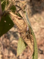 Peucetia rubrolineata