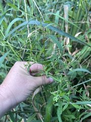 Epilobium coloratum