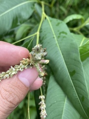 Melanopsichium pennsylvanicum