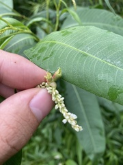 Melanopsichium pennsylvanicum