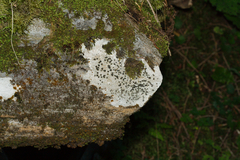 Lecidella