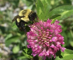 Bombus impatiens