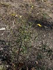Senecio inaequidens