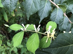 Lonicera