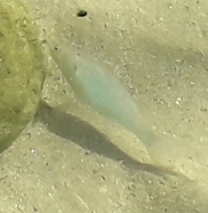 Mugilidae