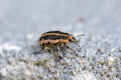 Eudiagogus rosenschoeldi