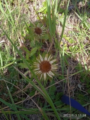 Carlina biebersteinii