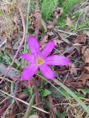 Colchicum montanum