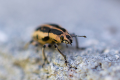 Eudiagogus rosenschoeldi