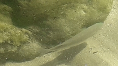 Mugilidae