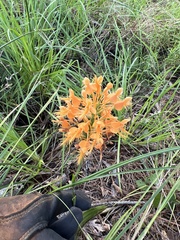 Platanthera ciliaris