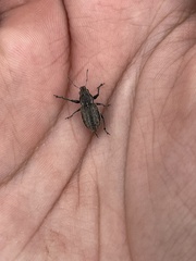Naupactus