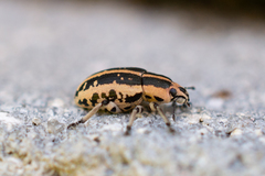 Eudiagogus rosenschoeldi