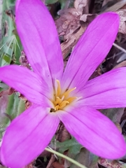 Colchicum montanum