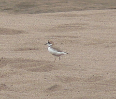 Charadrius collaris