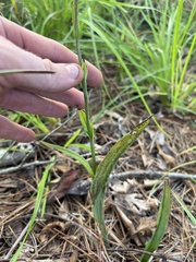 Platanthera ciliaris