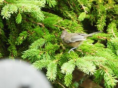 Poecile hudsonicus