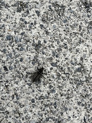 Naupactus