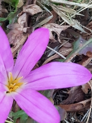 Colchicum montanum