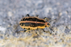 Eudiagogus rosenschoeldi