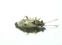 Nysius thymi