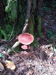 Phylloporus leucomycelinus