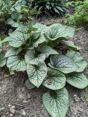 Brunnera