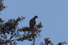 Patagioenas maculosa