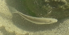 Mugilidae