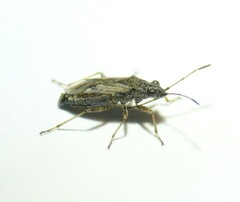 Nysius thymi