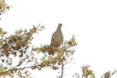 Patagioenas maculosa