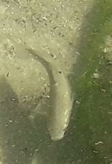 Mugilidae