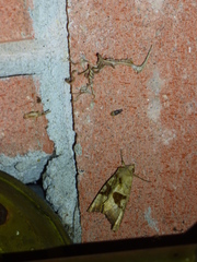 Phlogophora periculosa