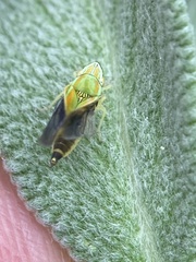 Graphocephala versuta