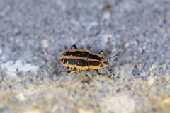 Eudiagogus rosenschoeldi