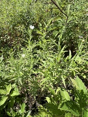 Epilobium leptophyllum