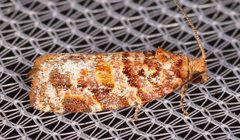 Argyrotaenia tabulana