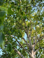Tilia cordata