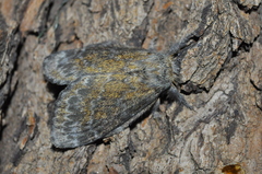 Lasiocampidae