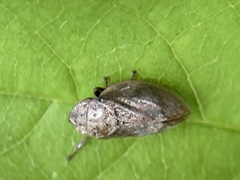 Lepyronia quadrangularis