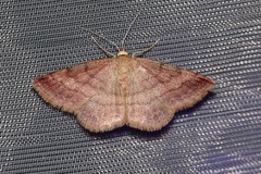 Scopula rubiginata