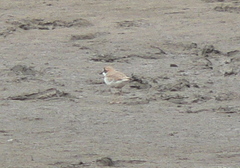 Charadrius collaris