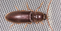 Hemicrepidius nemnonius