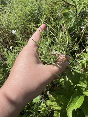Epilobium leptophyllum
