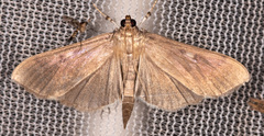 Herpetogramma sphingealis