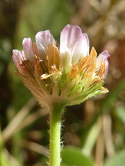 Trifolium fragiferum