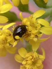 Olibrus