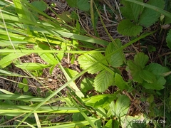 Fragaria moschata