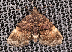 Metalectra richardsi