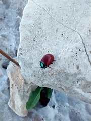 Chrysomela populi